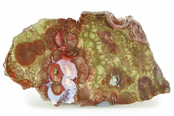 Polished Spiderweb Jasper Slab - Oregon #299339